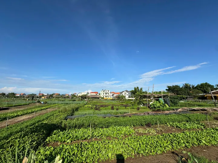 Bán Lô Đất Mặt Tiền View Sông Và View Làng Rau Trà Quế Cực Hiếm Tại Hội An - Diện Tích 100m Cực Đẹp (MS558b)
